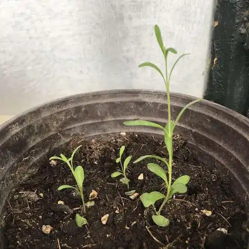 薰衣草牙签苗怎么照顾?