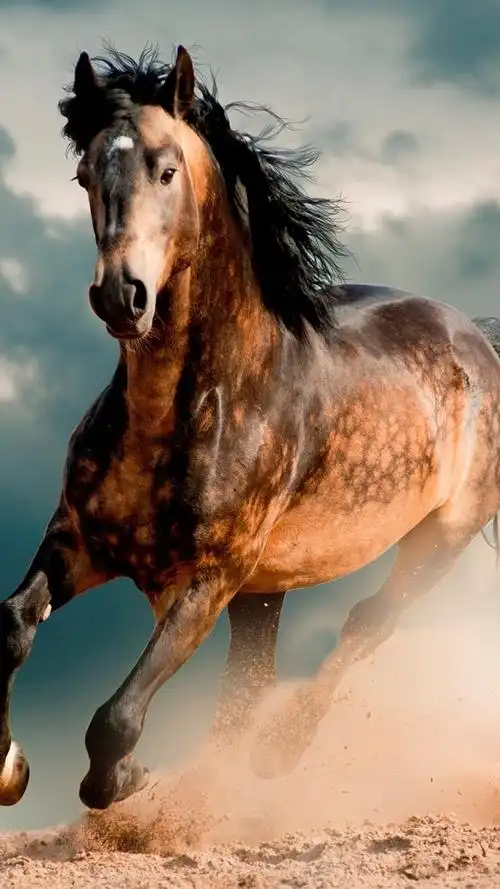 马,野马,沙漠,驰骋 iphone 桌布