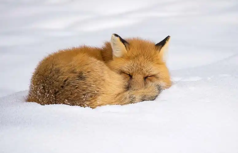 一只野生的红狐狸睡在雪床上图片