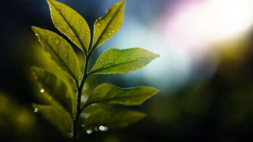 绿叶,背光,水滴,眩光 桌布 | 2560x1440 qhd 桌布下载 | hk.best-wall