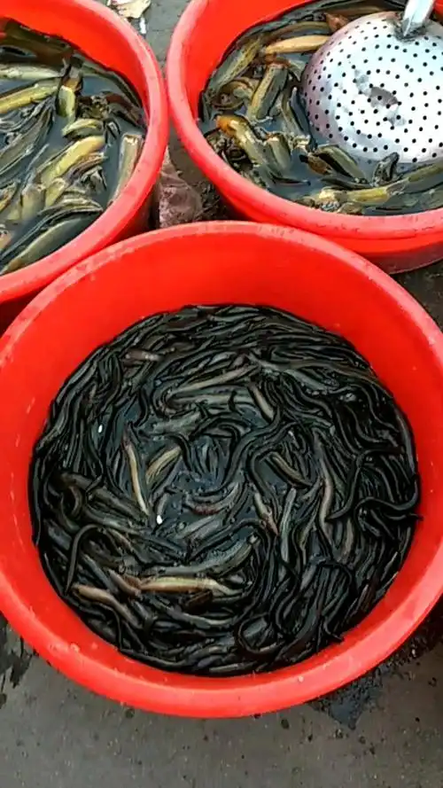 大泥鳅15一斤