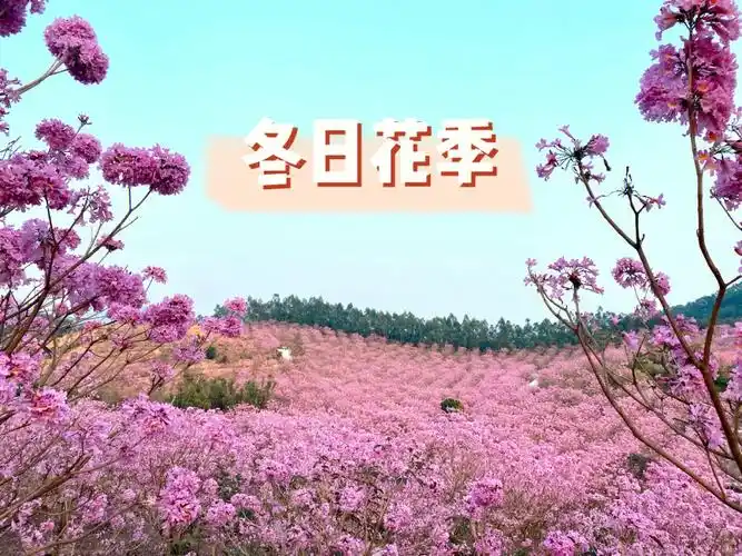 广东的冬日浪漫,漫山遍野的少女心93秀色粉绝世,馨香谁为传9592