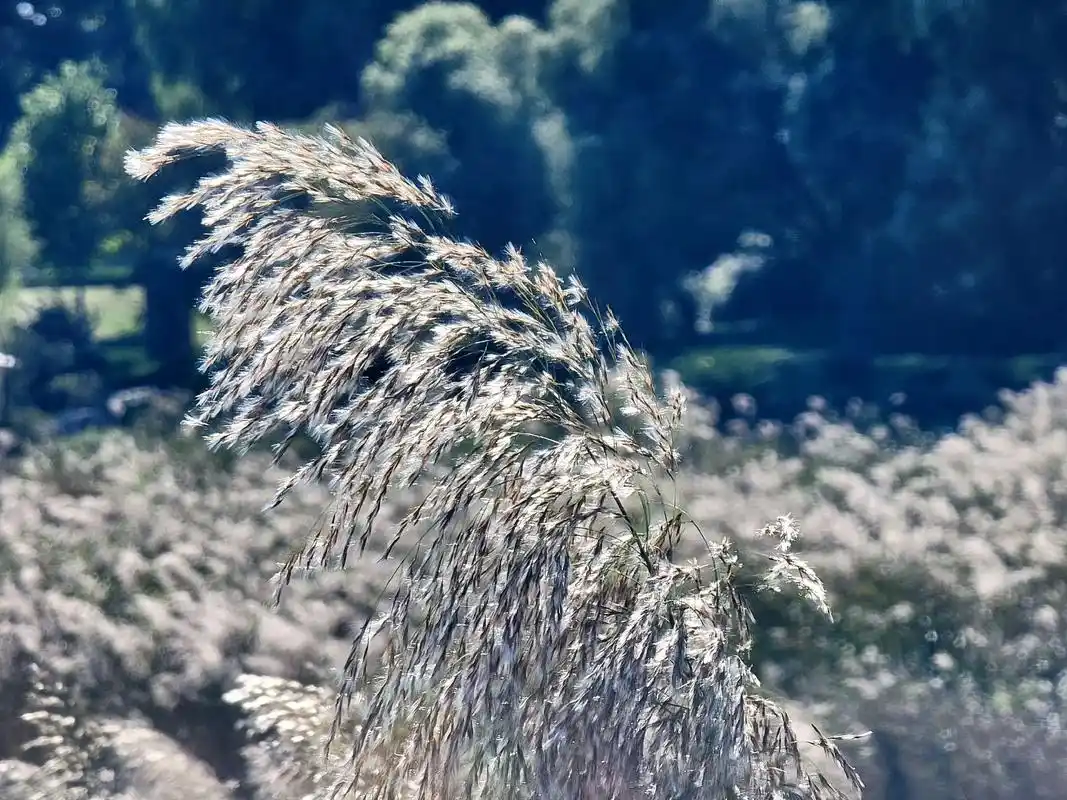 秋日河边的芦苇.鸢都湖闸门下这一片芦苇太漂亮了#手机摄影 # - 抖音
