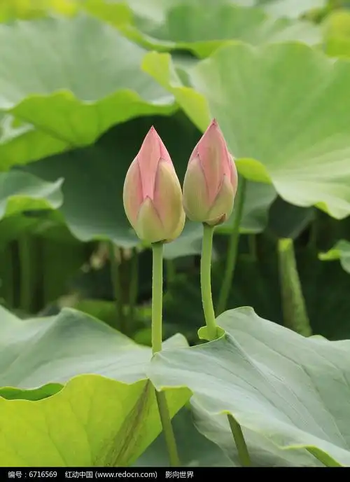 两支相偎在一起的荷花