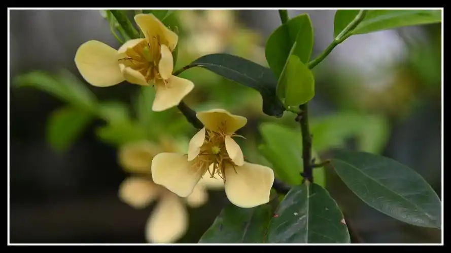 乐昌含笑树优缺点