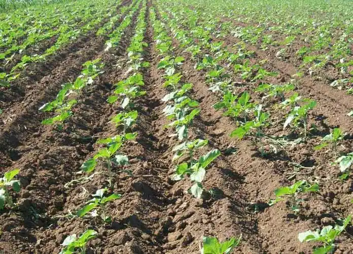 瓜子仁粉益生祥