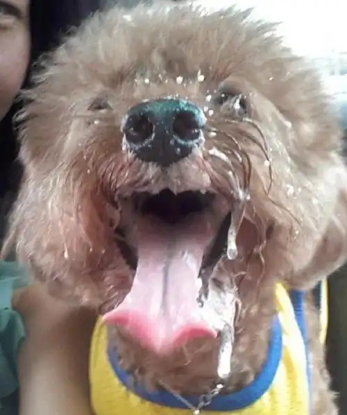 原创别再说狗嘴吐不出象牙,这只狗子能吐出三尺长的钻石项链儿!