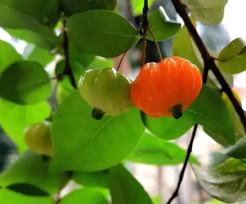 家门口的灯笼果