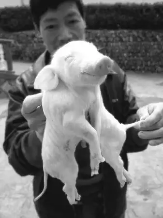 金华婺城区塔石乡发现罕见连体猪图