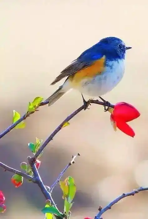 500_741竖版 竖屏