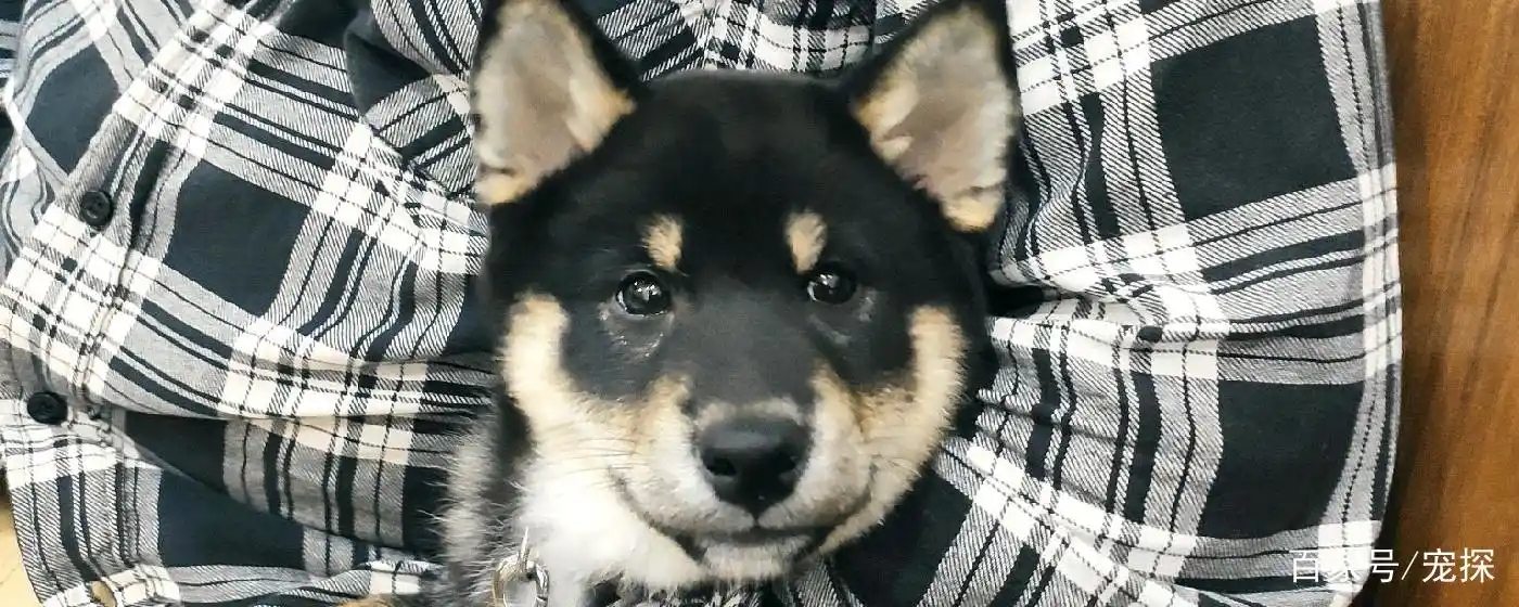 马嘉祺的柴犬为什么要叫六斤?黑柴的优点和缺点是什么?