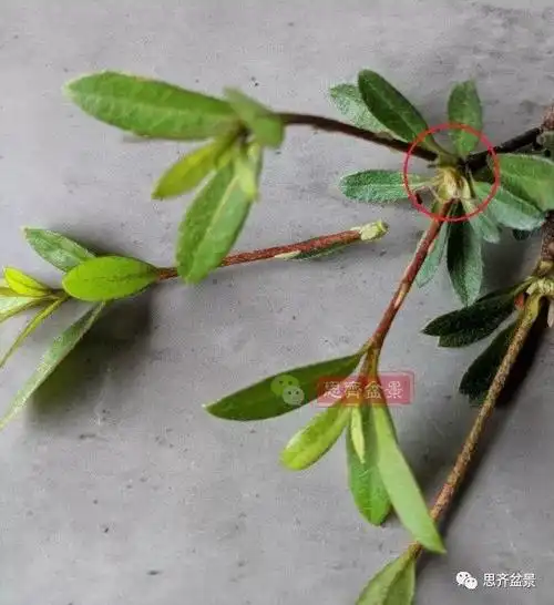 图示日本皋月杜鹃的花后修剪及养护