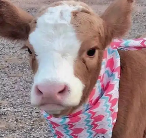 牛的头像图片牛的图片大全头像