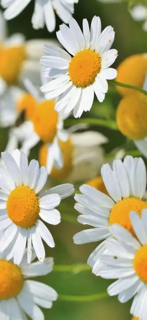 小雏菊壁纸 ·文艺ins风|喜欢小雏菊,却无关它的花语