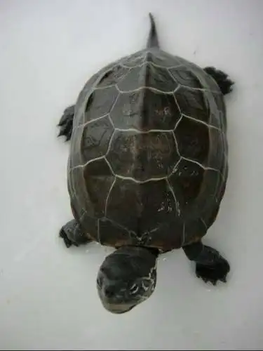 emys reevesii)又名乌龟,金龟,金线龟,墨龟,泥龟,水龟,山龟,臭青龟