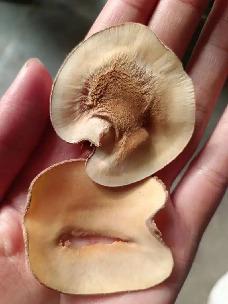 海底椰功效与作用【副作用与禁忌】 海底椰,润肺止咳 清热除燥 滋阴