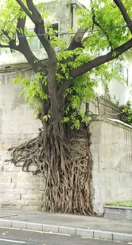 重庆街道边扎根石墙的树