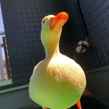 真实鸭子可爱图片头像