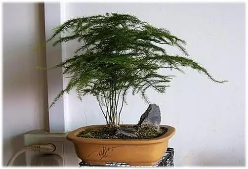 文竹盆景的制作方法