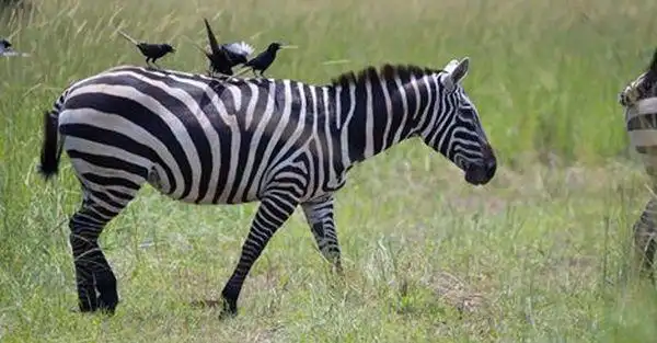evolution of stripes in zebras: complex mix of purposes
