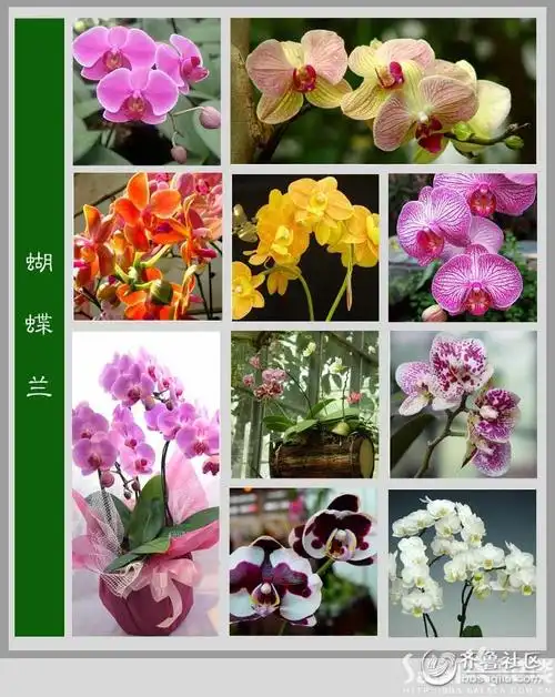 百花图谱 - 齐鲁社区 - 山东最大的城市生活社区,山东广播电视台官方