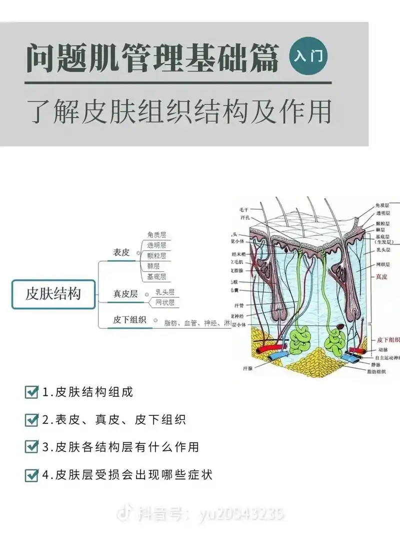 抖音号::205432335入门了解皮肤组织结构及作用球标动 - 抖音