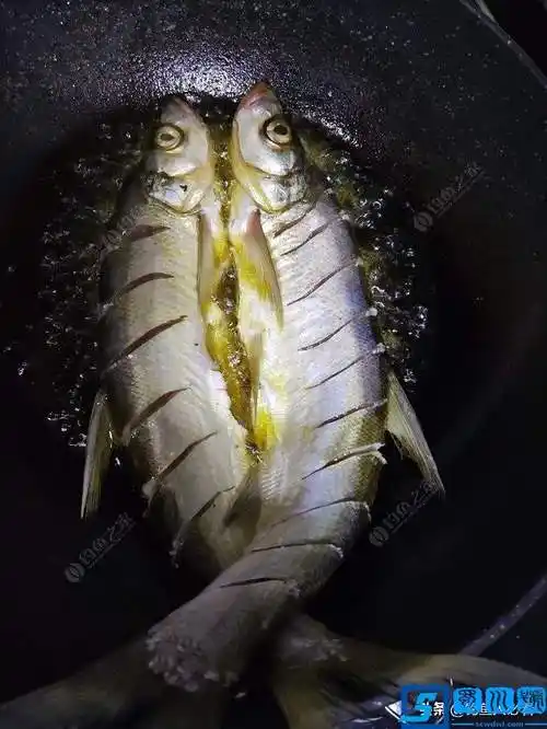 翘嘴鱼怎么做好吃?今天教给大家做一道鲜椒翘嘴