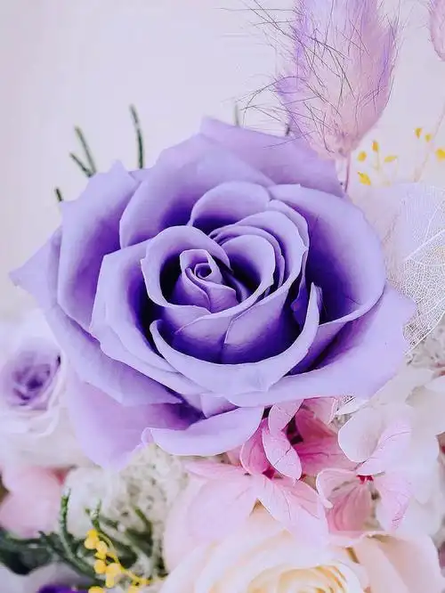 永生花礼物紫色和粉色你喜欢哪个