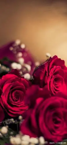 玫瑰代表爱情的花