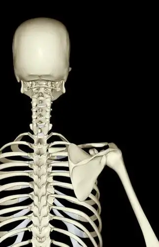 网络,医学,骨头,高光,几何,计算机图形,合成,图画,肩膀,画,人体,电脑