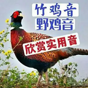 高清竹鸡声音