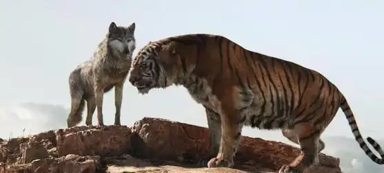 狼群|老虎|群狼|猛虎_网易订阅