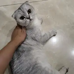 折耳猫银渐层妹妹,家养的性格温顺,十个月,长不太大.工作原因