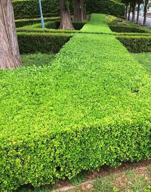 什么植物做篱笆墙比较好北海道黄杨树苗
