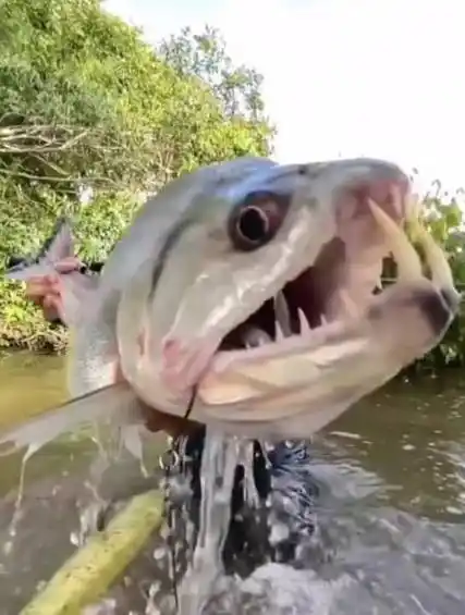 比鳄鱼还凶猛的巨骨舌鱼,看得我毛骨悚然,幸亏被钓上来了