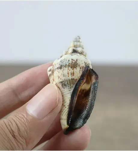 厂家直批天然海螺贝壳黑口螺鱼缸材料工艺装饰品大量批发一斤装