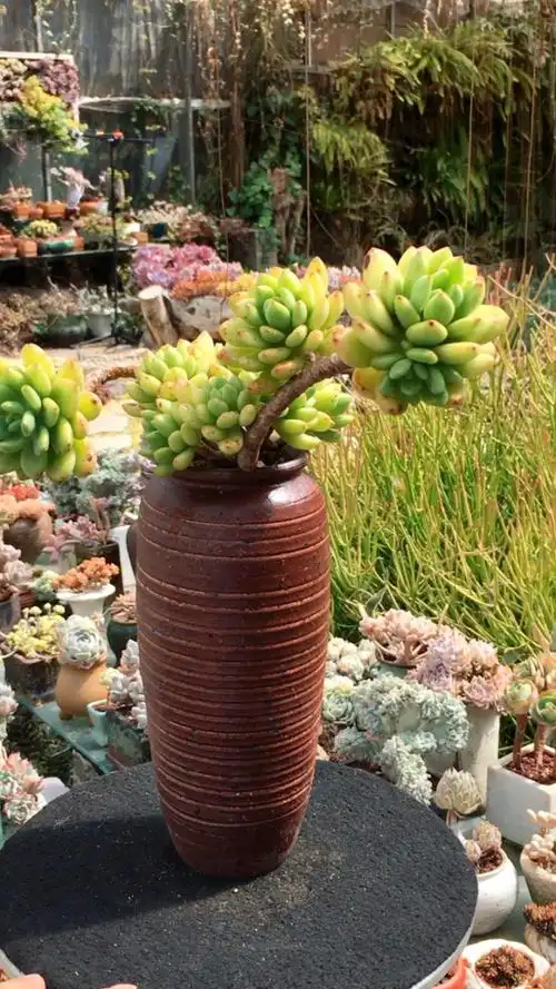 春萌老桩·整桩无砍 23890