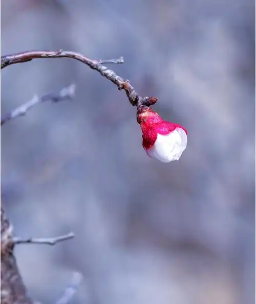 一枝红杏出墙来