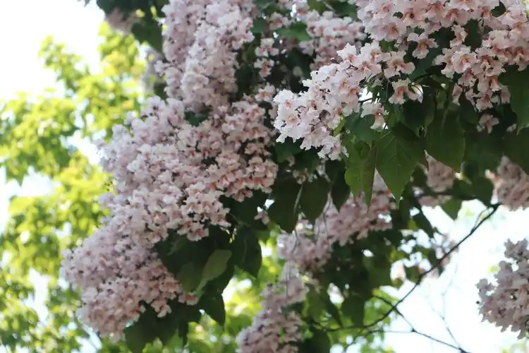 一树楸花美如梦