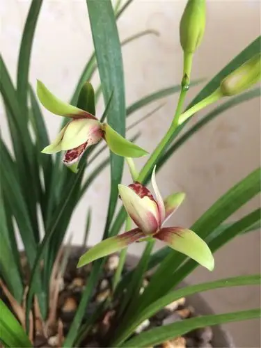 兰花也爱美,保湿工作做得好,兰花长得娇又俏