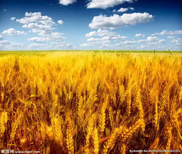 麦穗图片