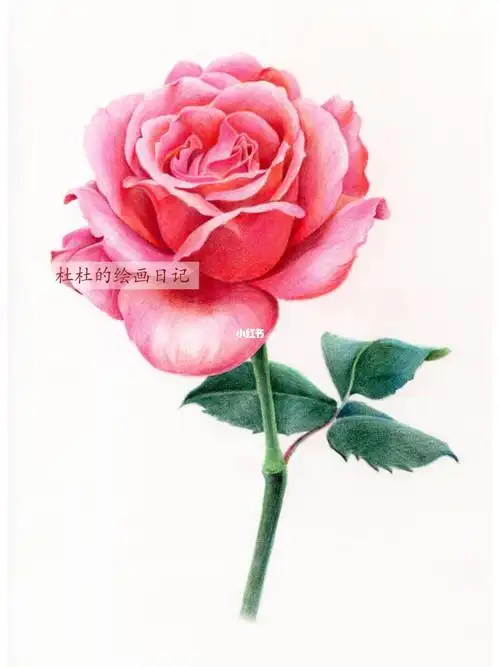 彩铅一朵月季花