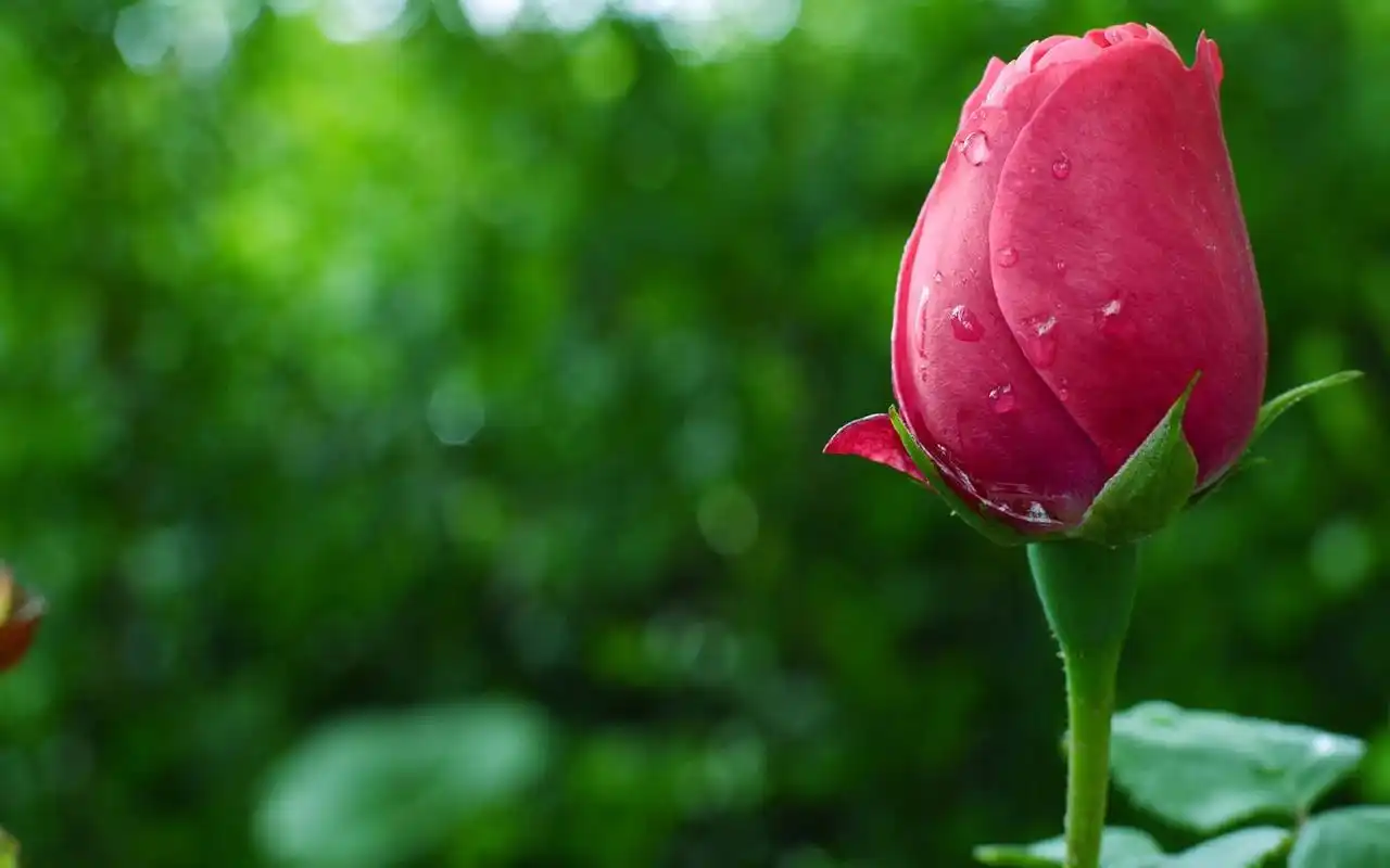 小清新绿色唯美高清桌面壁纸