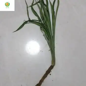 野生斩龙草中草药斩龙草鲜草整棵下单现采鲜草 现采斩龙草一整棵