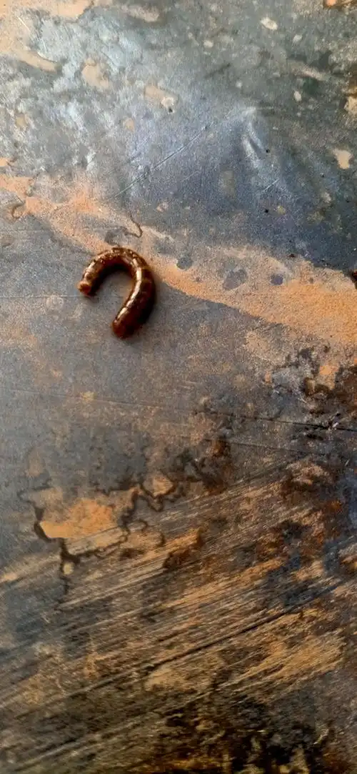 这是什么虫,从根下面挖出来的