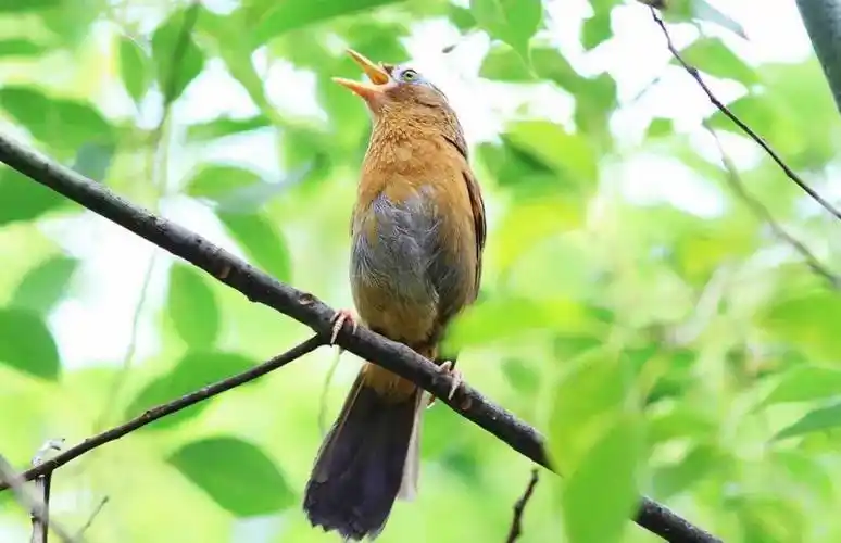 原创沧海一粟等15人百鸟争鸣同题微诗画眉鸟心香文艺