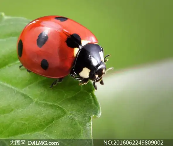 绿色叶子上的七星瓢虫摄影高清图片