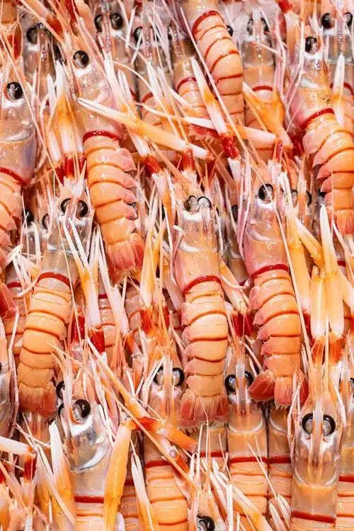 海鲜水产—竹节虾