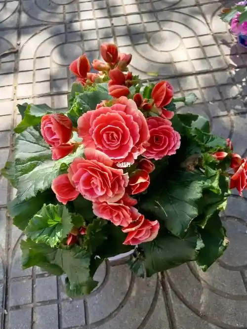 超级好看的重瓣海棠花