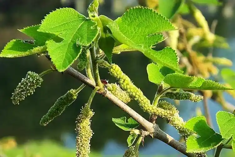 构树穗,到了春天"楮实子"长满了构树穗,这个东西浑身都是宝,很多农村